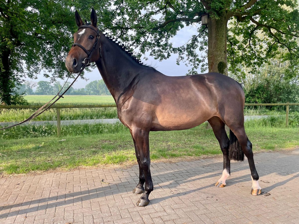 Westfale Stute 5 Jahre 167 cm Schwarzbrauner in Hamm