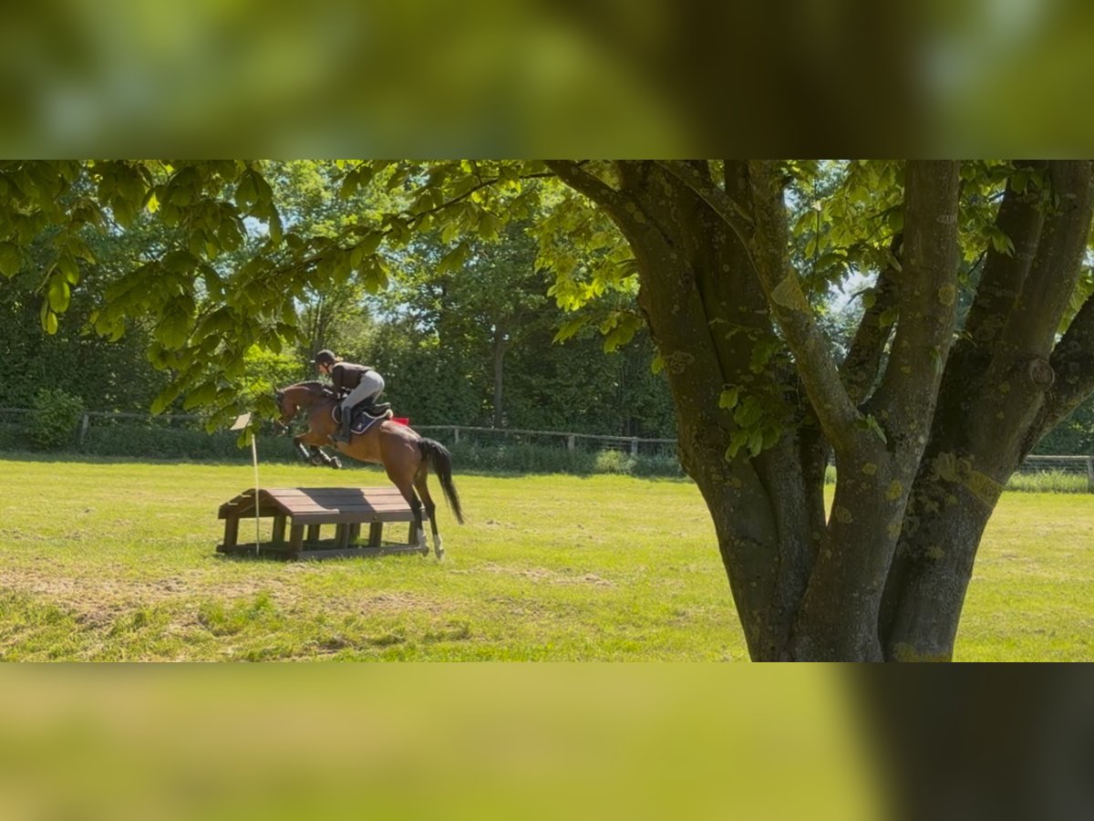 Westfale, Stute in Pronstorf