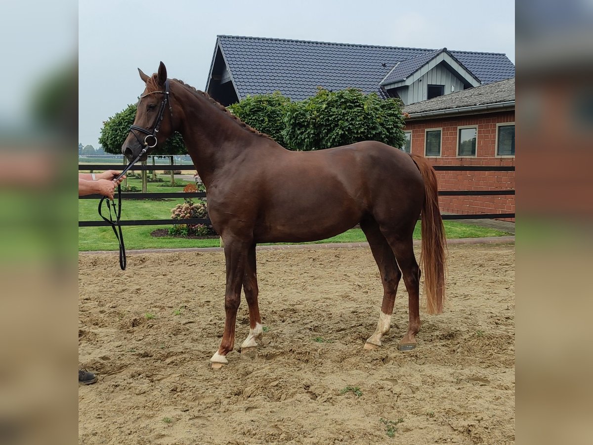 Westfale Stute 5 Jahre 168 cm Fuchs in Nordkirchen