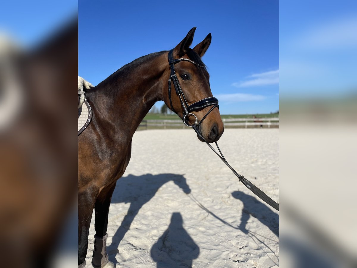 Westfale Stute 5 Jahre 169 cm Brauner in Beverungen