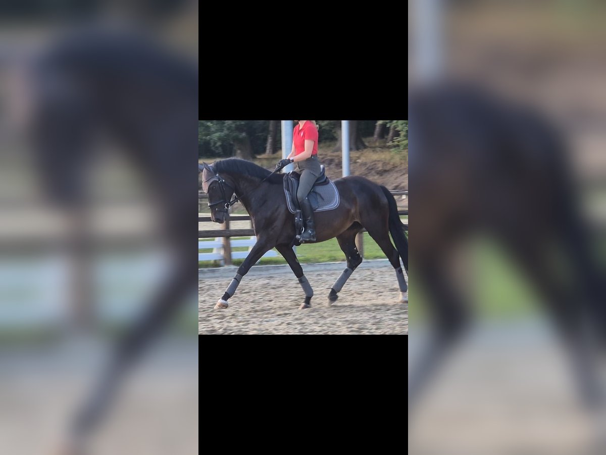 Westfale Stute 5 Jahre 169 cm Dunkelbrauner in Sendenhorst