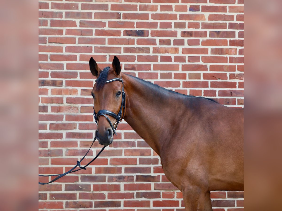 Westfale Stute 5 Jahre 170 cm Brauner in Rhede