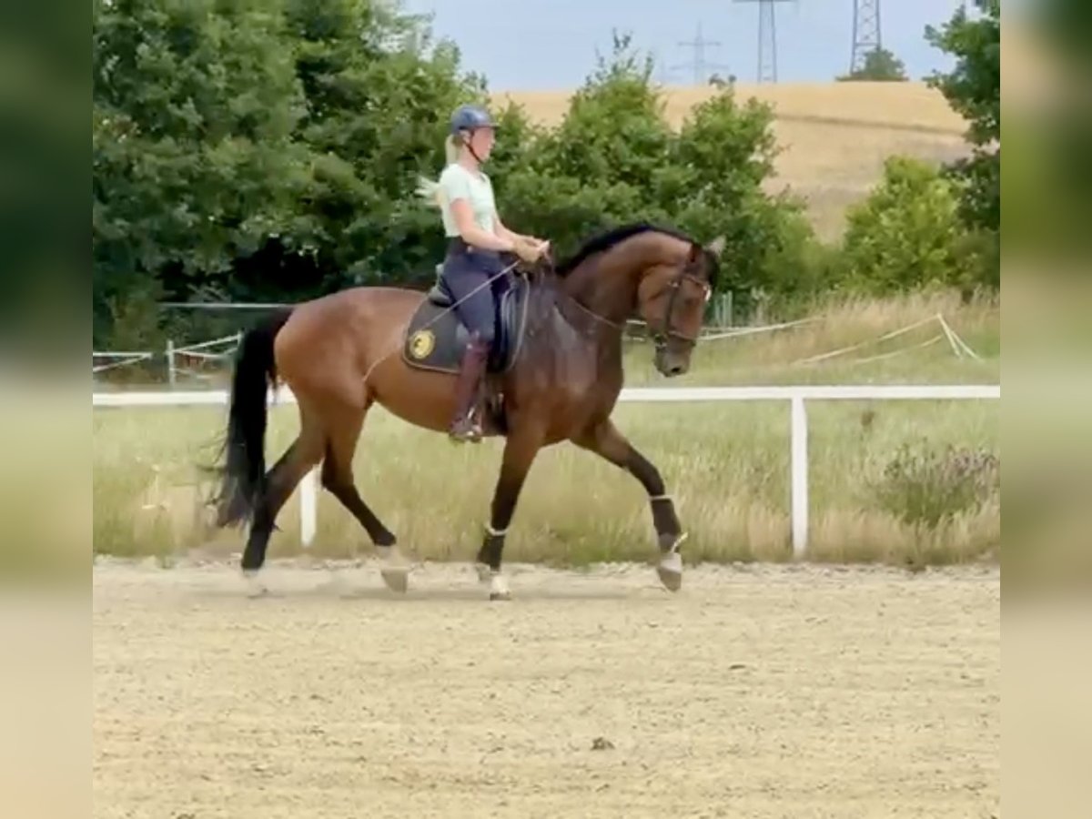Westfale Stute 5 Jahre 174 cm Brauner in Iserlohn