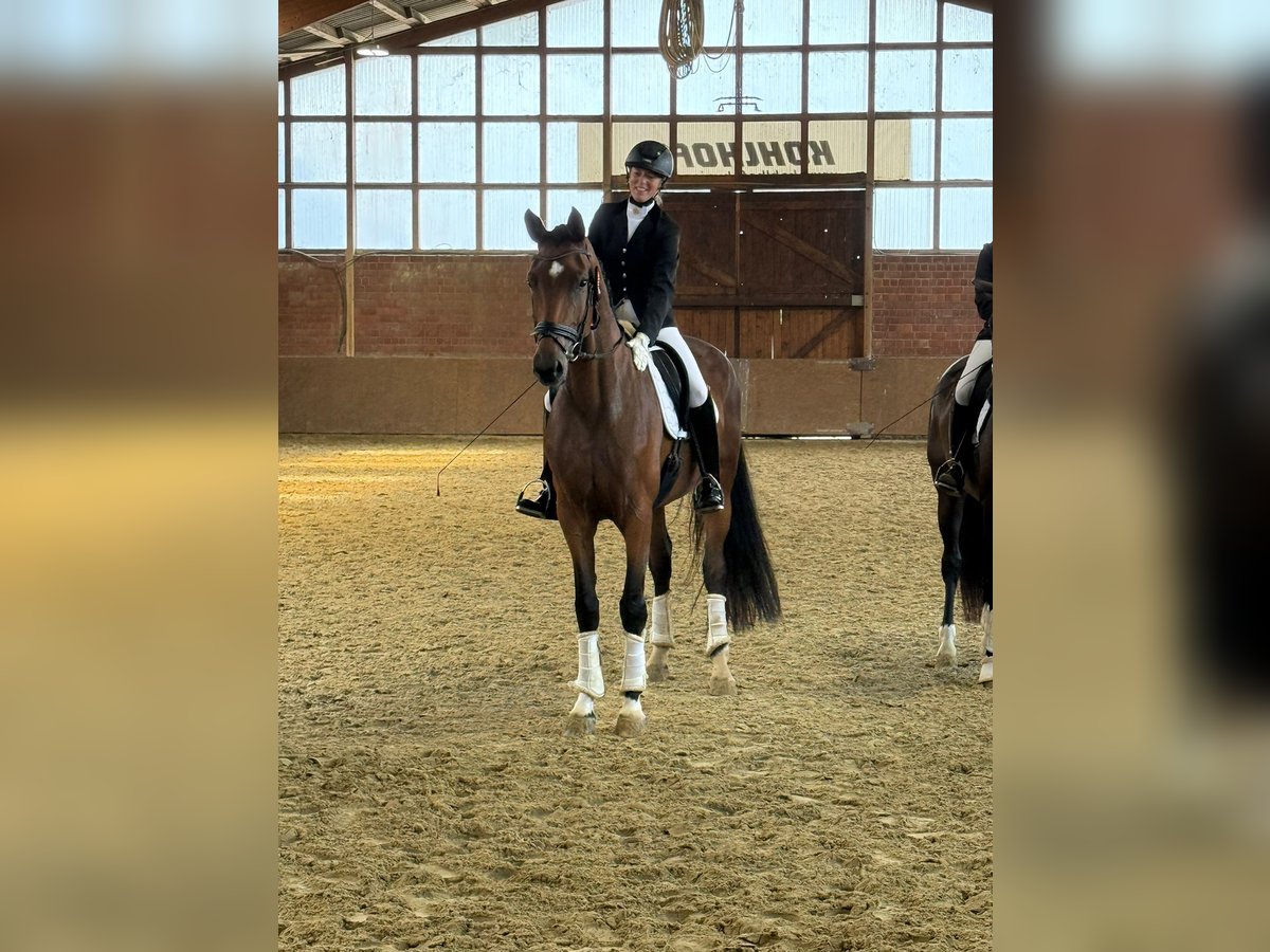 Westfale Stute 5 Jahre 176 cm Dunkelbrauner in Iserlohn