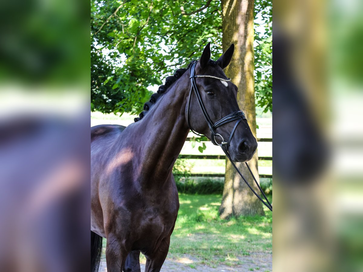 Westfale Stute 5 Jahre 178 cm Schwarzbrauner in Nottuln