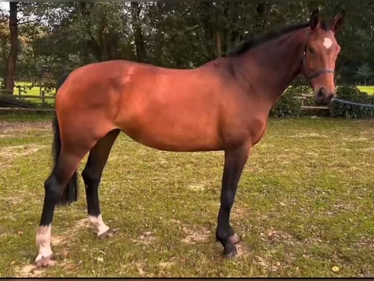 Westfale Stute 5 Jahre Brauner in Gronau (Westfalen)