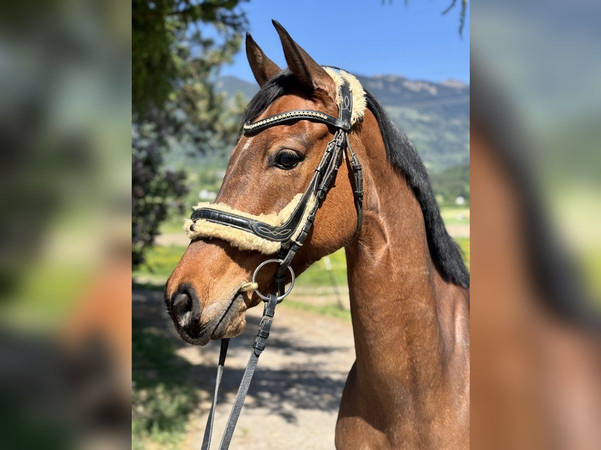 Westfale Stute 6 Jahre 157 cm Brauner in Schlins