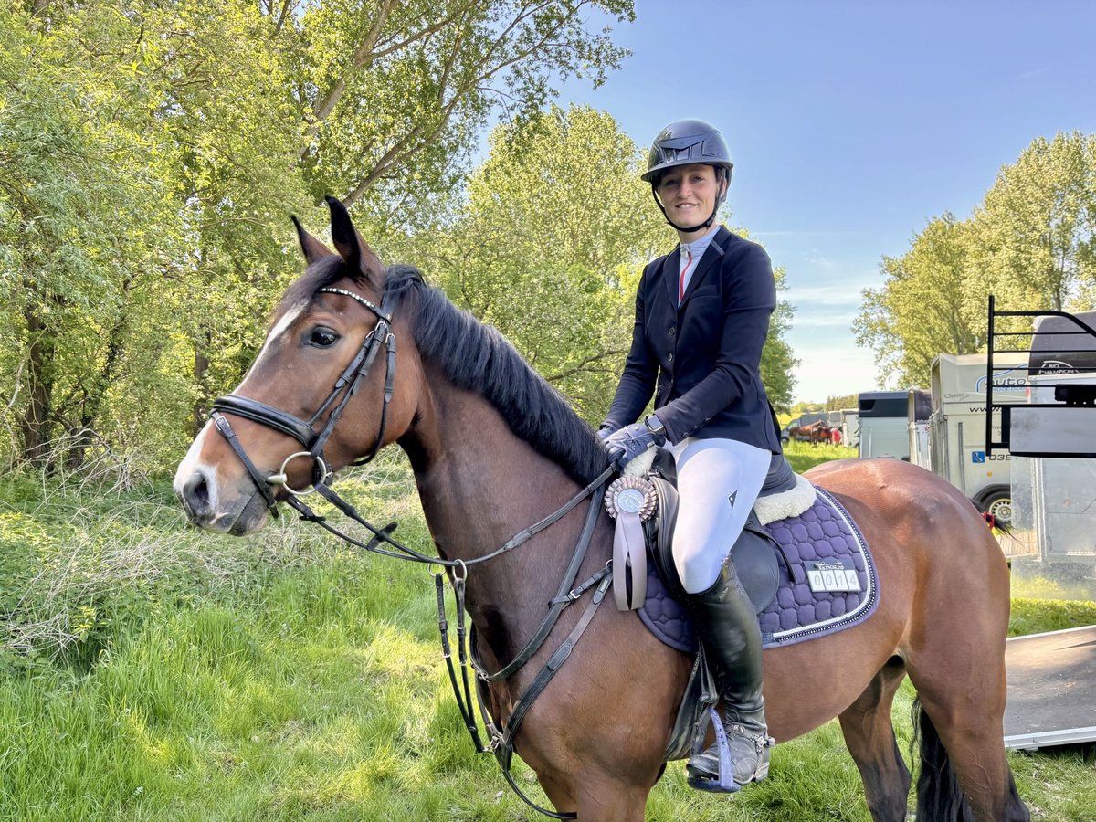 Westfale Stute 6 Jahre 157 cm Brauner in Stegelitz