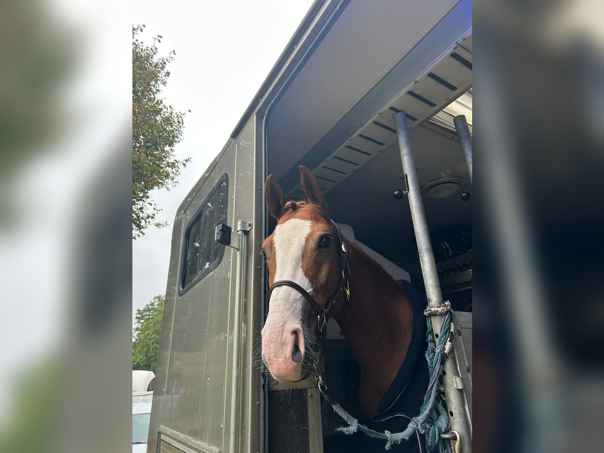 Westfale Stute 6 Jahre 162 cm Fuchs in Nieder-Olm