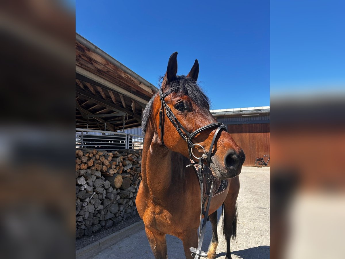 Westfale Stute 6 Jahre 164 cm Brauner in Grevenbroich