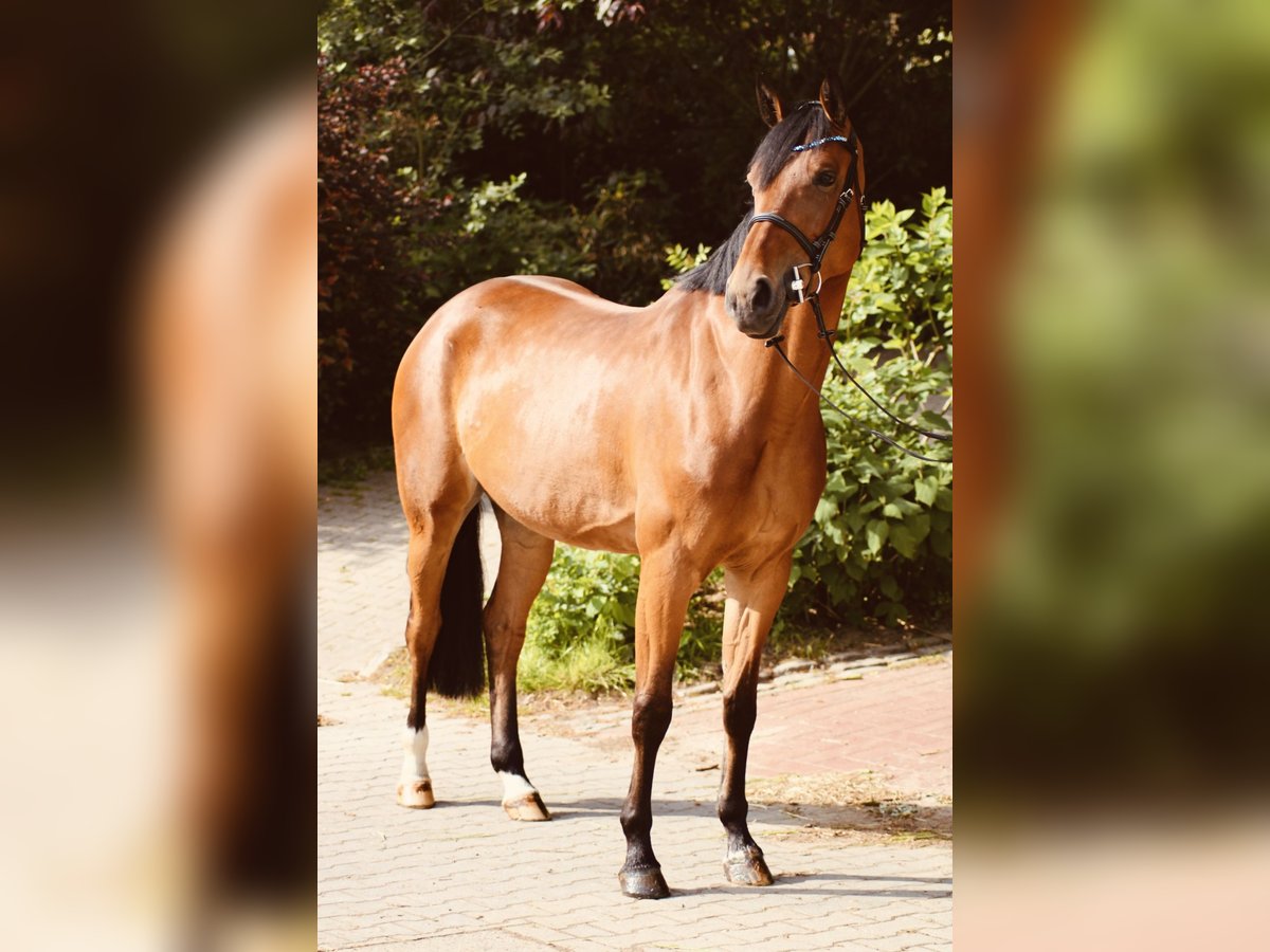 Westfale Stute 6 Jahre 165 cm Brauner in Eggermühlen