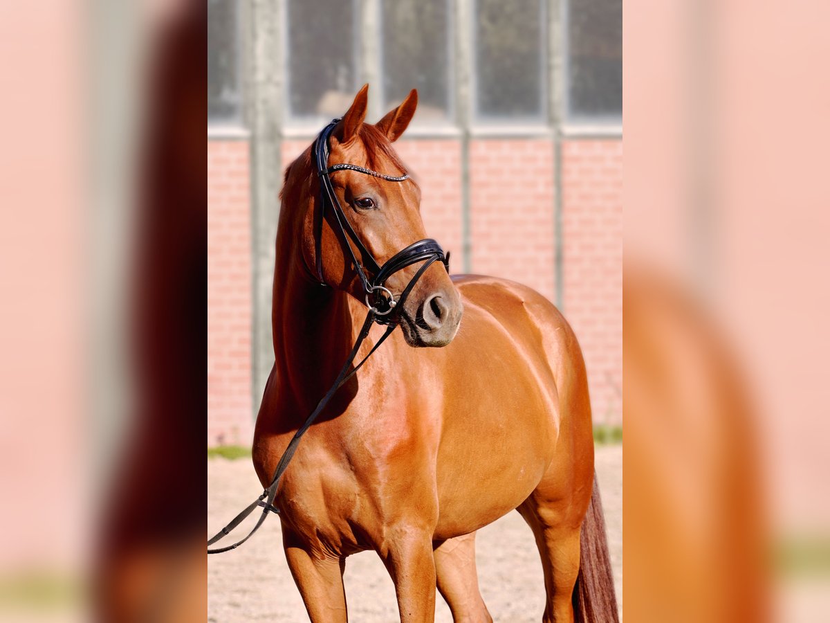 Westfale Mix Stute 6 Jahre 165 cm Fuchs in Rondeshagen