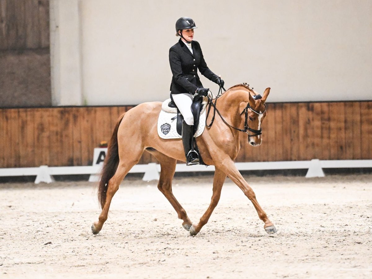 Westfale Stute 6 Jahre 167 cm Fuchs in Münster