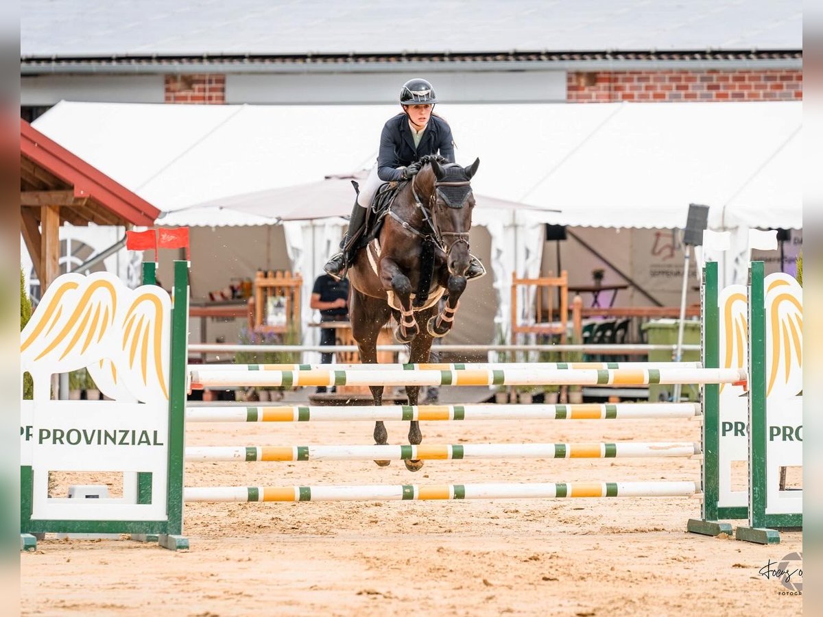 Westfale Stute 6 Jahre 167 cm Schwarzbrauner in Olfen