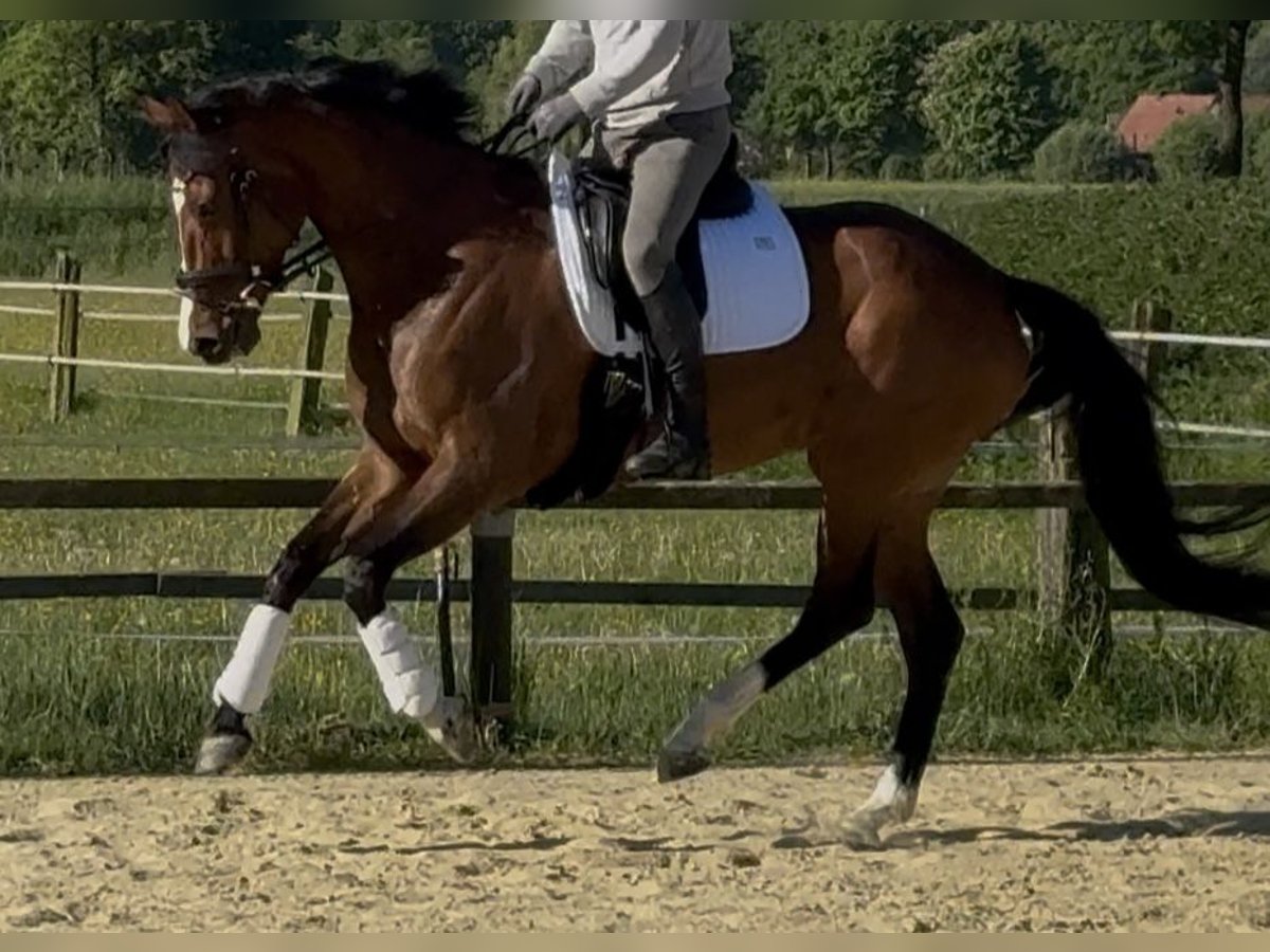 Westfale Stute 6 Jahre 168 cm Brauner in Hamm