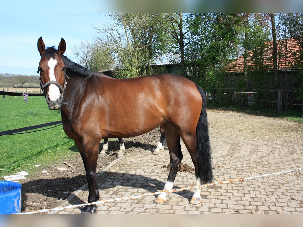 Westfale Stute 6 Jahre 168 cm Brauner in Ahlen