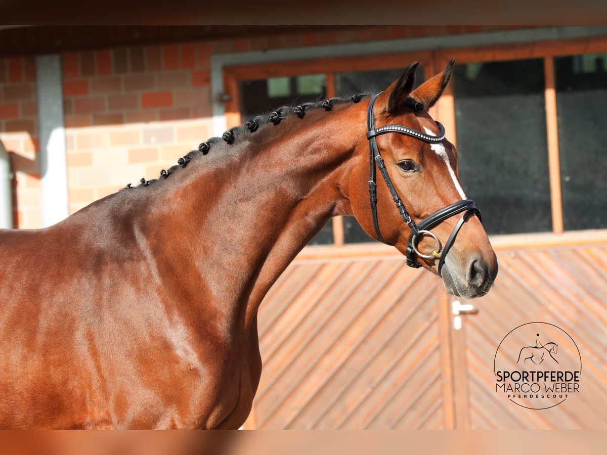 Westfale Stute 6 Jahre 169 cm Brauner in Vechta