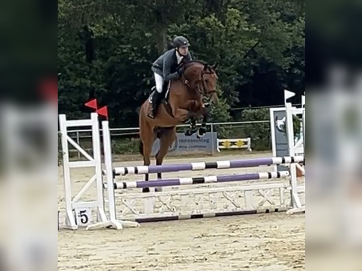 Westfale Stute 6 Jahre 169 cm Brauner in Hamminkeln