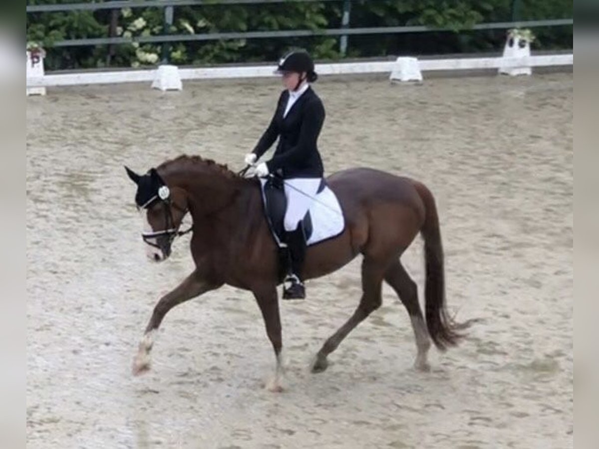 Westfale Stute 6 Jahre 169 cm Fuchs in Dortmund
