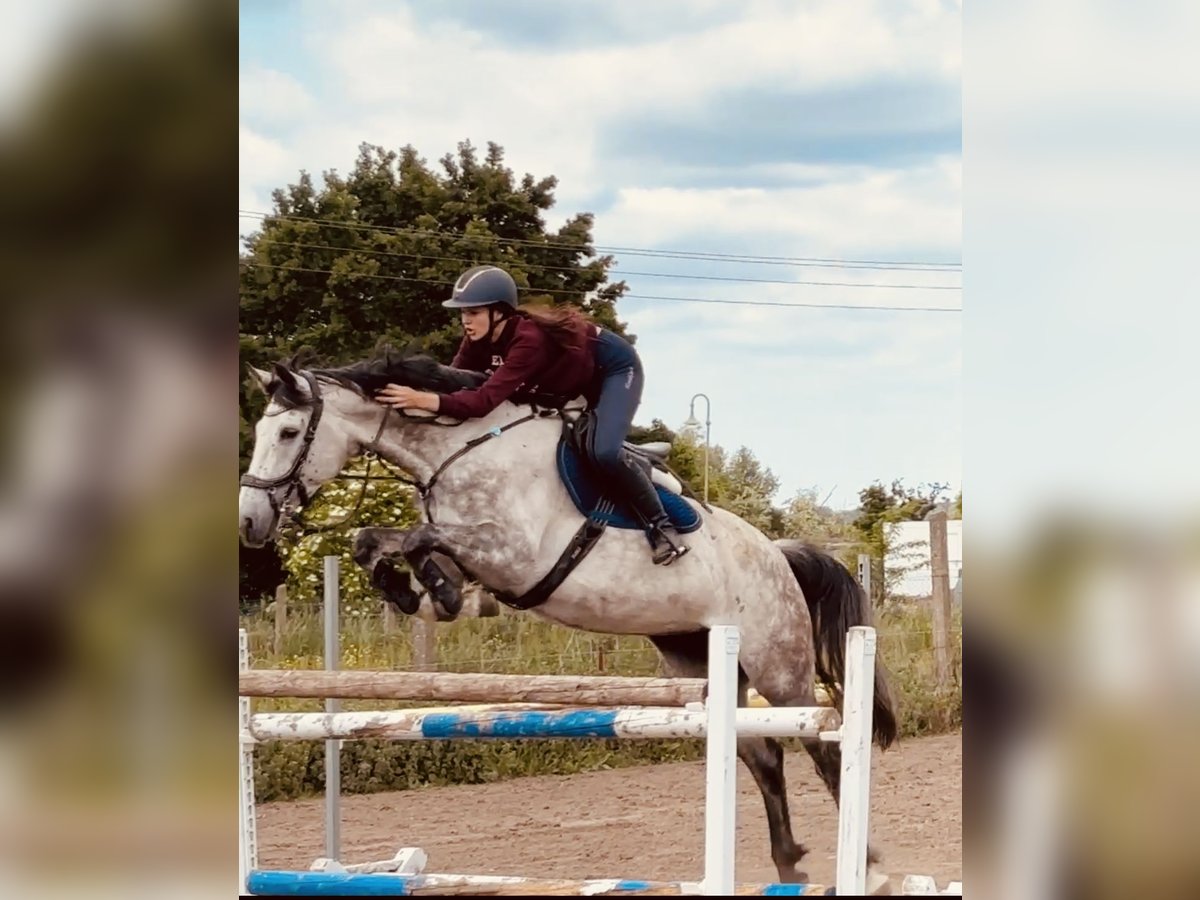 Westfale Stute 6 Jahre 170 cm Apfelschimmel in Havelberg