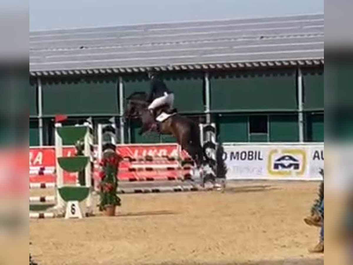 Westfale Stute 6 Jahre 170 cm Dunkelbrauner in Rimsting