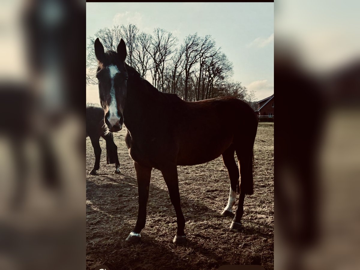 Westfale Stute 6 Jahre 170 cm Dunkelbrauner in Borken Westfale Stute 6 Jahre 170 cm Dunkelbrauner in Borken