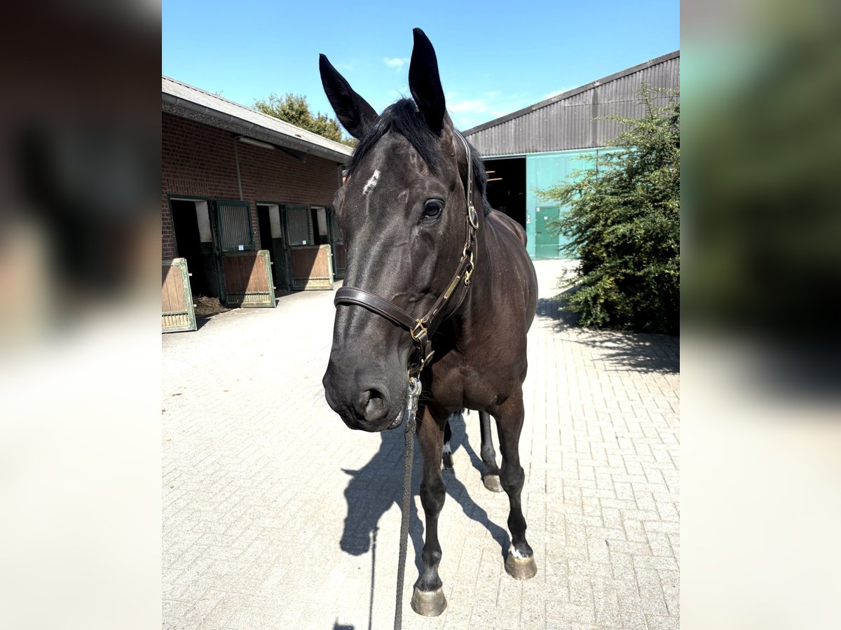 Westfale, Stute in Nettetal