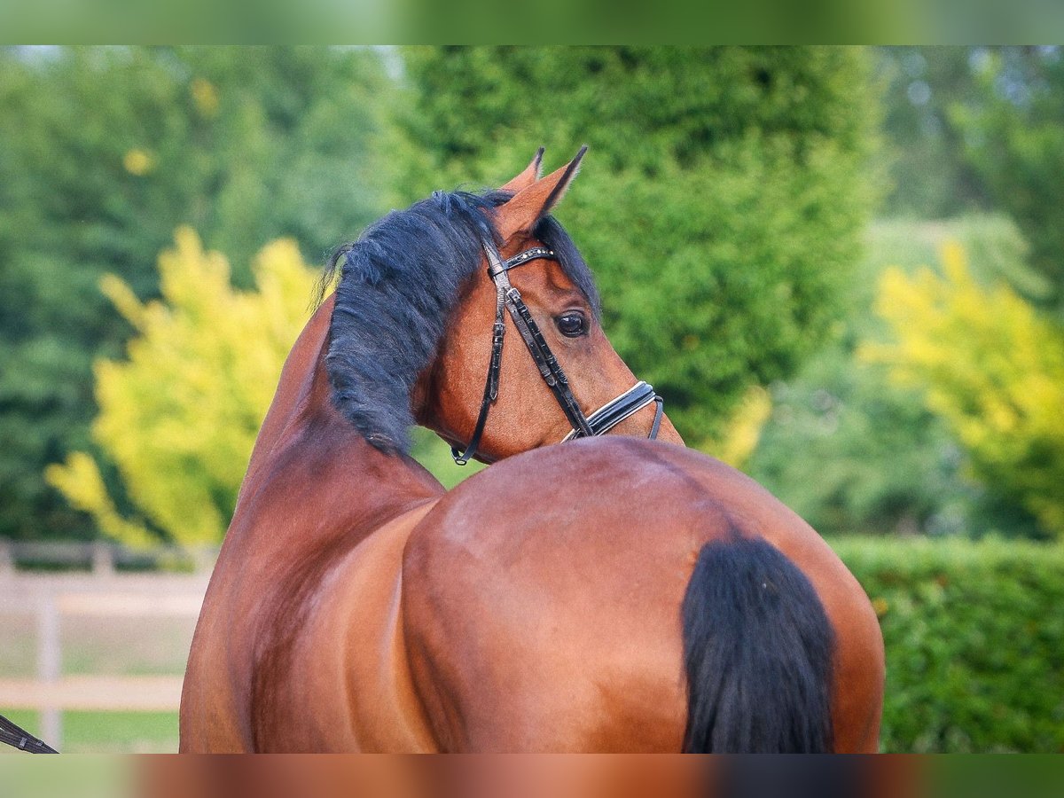 Westfale Stute 6 Jahre 172 cm Brauner in Nordhorn