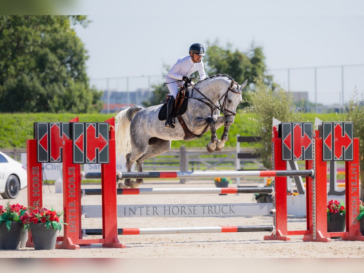Westfale Stute 6 Jahre 172 cm Schimmel in Kronenberg