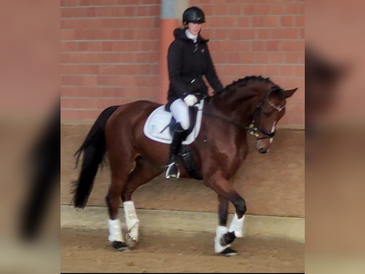 Westfale Stute 6 Jahre 173 cm Brauner in Lippetal