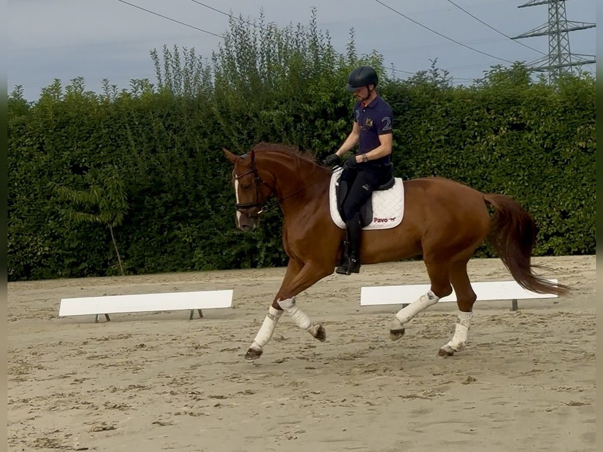 Westfale Stute 6 Jahre 175 cm Fuchs in Herten