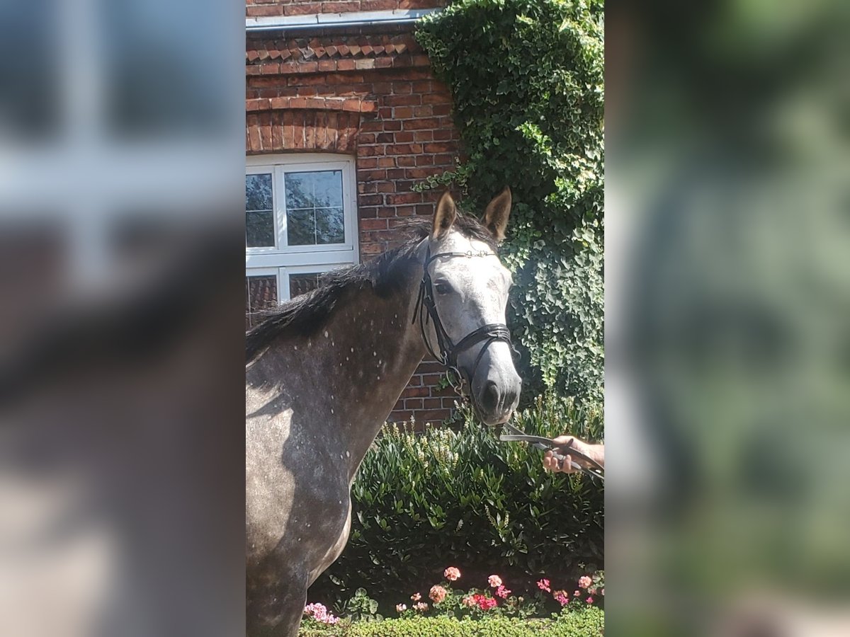 Westfale Stute 6 Jahre 178 cm Schimmel in Sassenberg