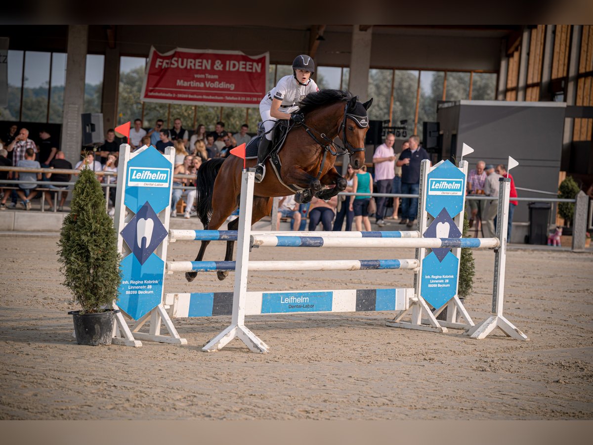Westfale Stute 7 Jahre 160 cm Brauner in Ostbevern