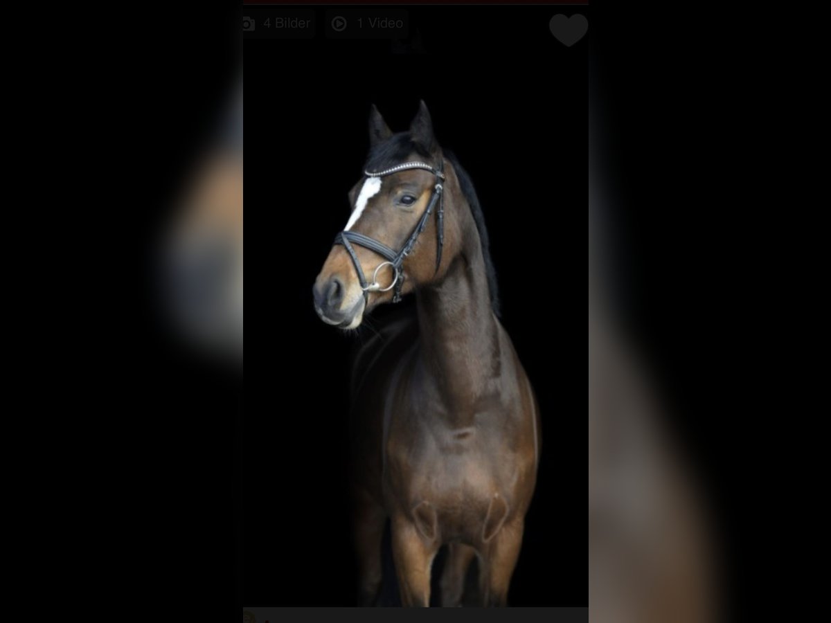 Westfale Stute 7 Jahre 162 cm Brauner in Bohmte