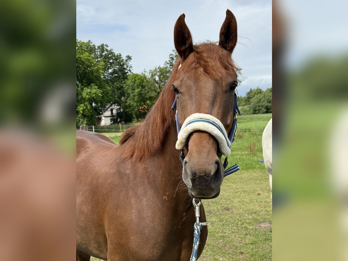 Westfale Stute 7 Jahre 162 cm Dunkelfuchs in Peine