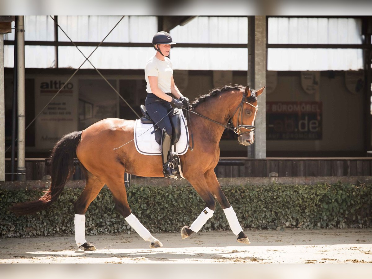 Westfale Stute 7 Jahre 163 cm Brauner in Ahaus