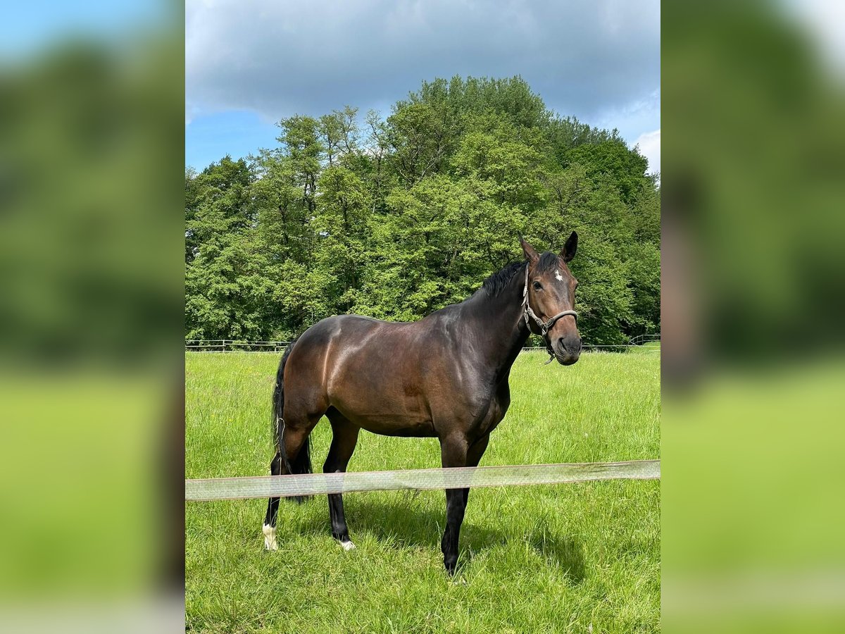 Westfale Stute 7 Jahre 163 cm Brauner in Bergisch Gladbach