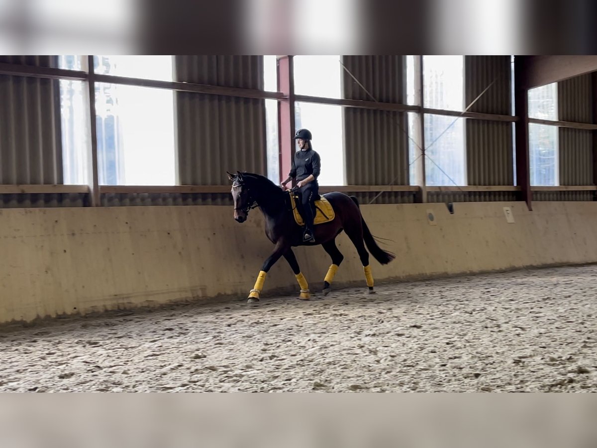 Westfale Stute 7 Jahre 164 cm Brauner in Schellerten