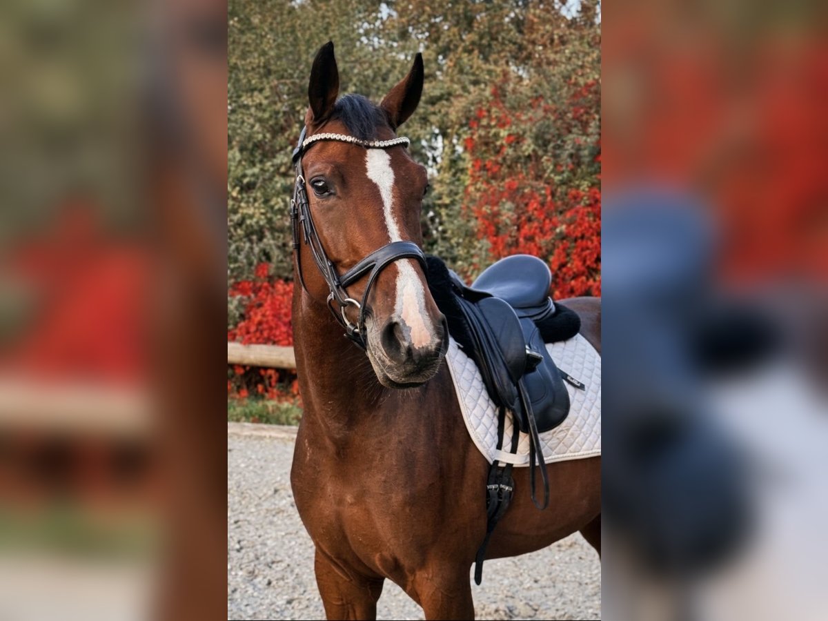 Westfale, Stute in Rommerskirchen