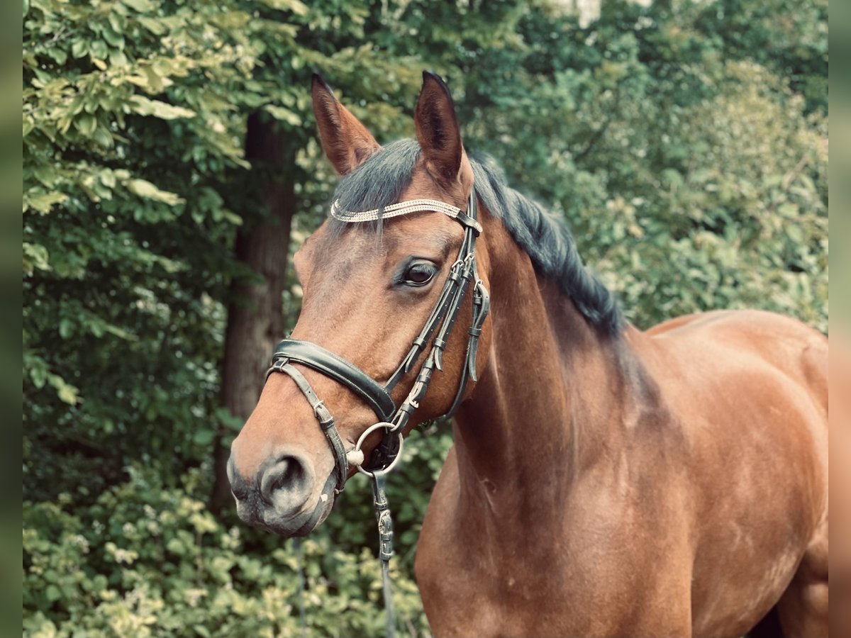 Westfale Stute 7 Jahre 165 cm Brauner in Overath