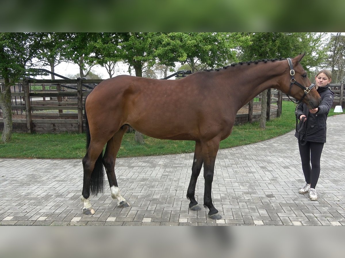 Westfale Stute 7 Jahre 167 cm Brauner in Eibergen