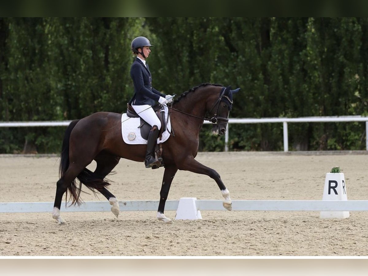 Westfale Stute 7 Jahre 167 cm Schwarzbrauner in Arnsberg