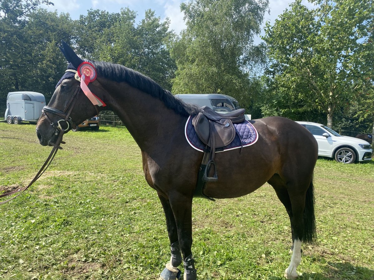 Westfale Stute 7 Jahre 167 cm Schwarzbrauner in Wipperf&#xFC;rthWipperf&#xFC;rth