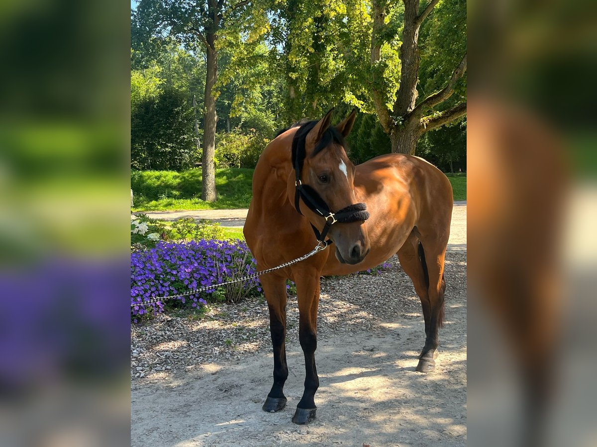 Westfale Stute 7 Jahre 168 cm Brauner in Darmstadt