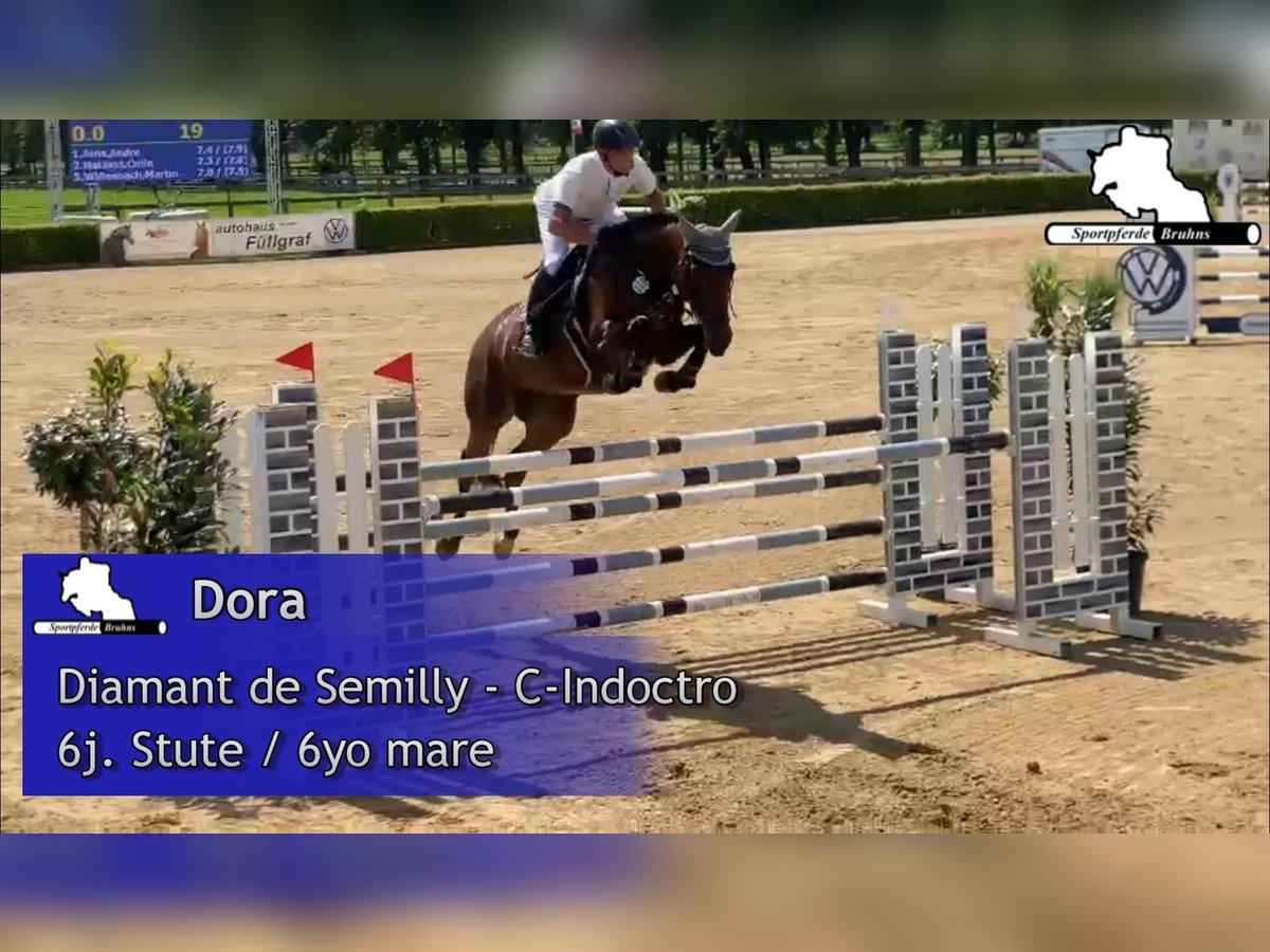 Westfale Stute 7 Jahre 168 cm Brauner in Gadow