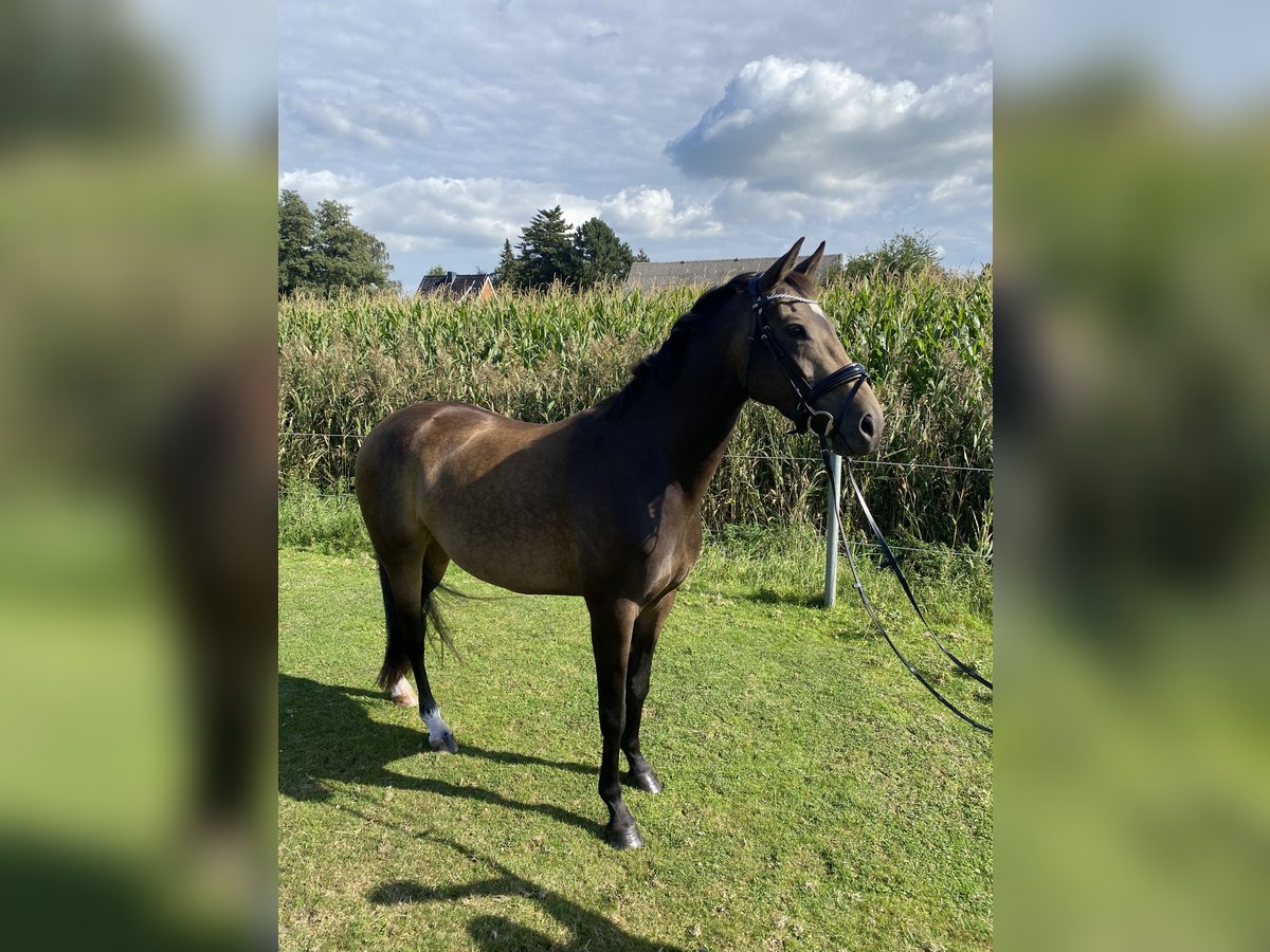 Westfale Stute 7 Jahre 168 cm Buckskin in Elmshorn