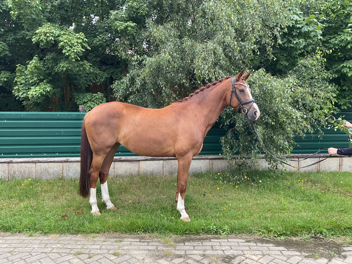 Westfale Stute 7 Jahre 168 cm Fuchs in Gro&#xDF;enkneten