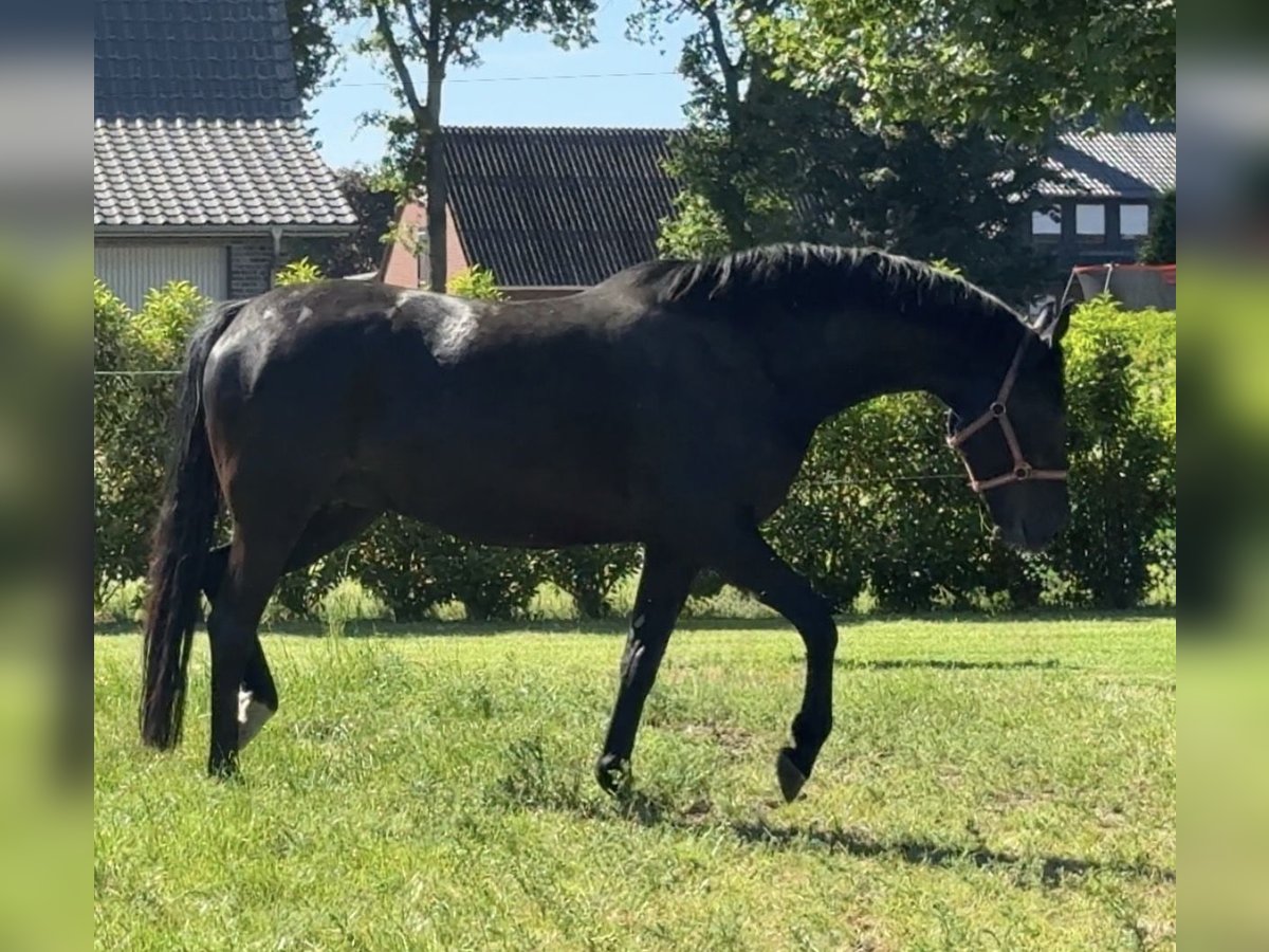 Westfale, Stute in Münster