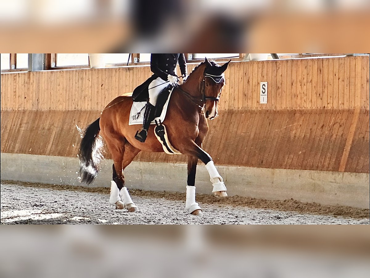 Westfale Stute 7 Jahre 170 cm Brauner in Mettmann