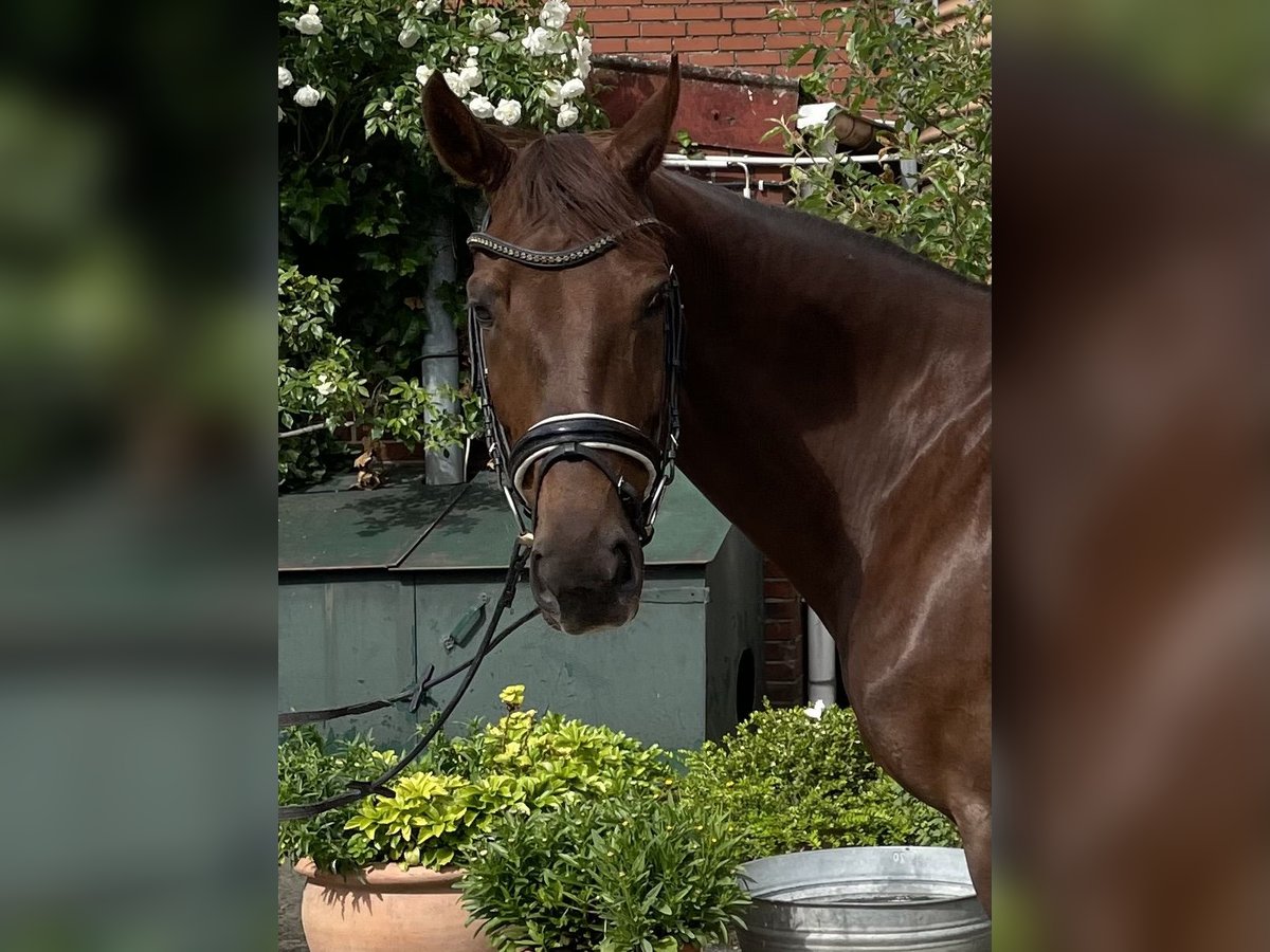 Westfale Stute 7 Jahre 170 cm Dunkelfuchs in Ahlen